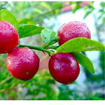 Red Lime Tree Live Plant 3-4' Tall in Pot - Ready for Planting