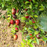 Red Lime Tree Live Plant 3-4' Tall in Pot - Ready for Planting
