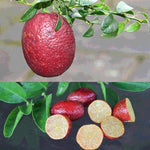 Red Lime Trees Live Plants - Green Lime Fruit Tree - 2 to 3 Feet - 1 Gallon Pot No Shipping to CA