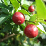 Red Lime Tree Plant - 2 to 3 Ft Green Lime Trees in 1 Gal Pot No Shipping to CA