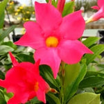 Red Mandevilla Vine Plants - 2 Live Seedlings 10-20 Inch - Perennial Flower