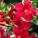 Red Mandevilla Vine Plants - 2 Live Seedlings 10-20 Inch - Perennial Flower