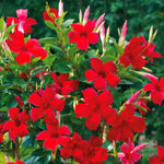 Red Mandevilla Vine Plants - 2 Live Starter Plants 10-12 Inch Tall