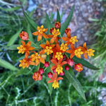 Red Milkweed Live Plants 2-Pack, Tropical Butterfly Flower Plants, 4 Inches