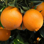 Red Navel Orange Tree - Fruit Tree - 2 to 3 Feet - Fresh Oranges