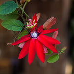 Red Passion Flower Plant - 5-7'' Tall - Exotic Flowering Vine