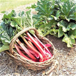 Red Rhubarb Plant Live Roots - 2 roots, Ready for Planting