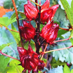 Red Roselle Hibiscus Plant - 4-7 inch Sorrel Jamaica Hibiscus Flower