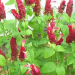 Red Shrimp Plant Live - 3 Pack - 4-6 Inch Tall - Garden Ready