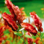 Red Shrimp Plant Live - 3 Pack - 4-6 Inch Tall - Garden Ready
