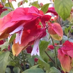 Red Shrimp Plant Live - 3 Pack - 4-6 Inch Tall - Garden Ready
