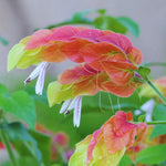 Red Shrimp Plant Live - 3 Pack - Garden Ready Outdoor Plants