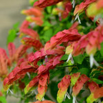 Red Shrimp Plant Live - 3 Pack - Garden Ready Outdoor Plants