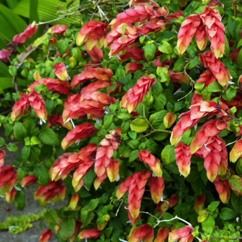 3 Shrimp Plant Live Red Outdoor Plant 5-8 Inches