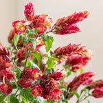 Red Shrimp Plant Live - Justica Brandegeana - 5-7'' Tall Flowering Plant