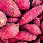 Red Sweet Potato Slips, Sweet Potato Cuttings - 10 Count - Vegetable Starts