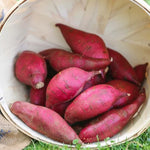 Red Sweet Potato Slips, Sweet Potato Cuttings - 10 Count - Vegetable Starts