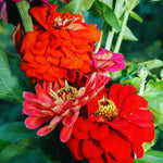 Red Zinnia Plants Live, 4 Inch Pot, Flower Plant for Planting