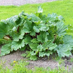 Rhubarb Plants: 5 Live Heirloom Roots for Planting