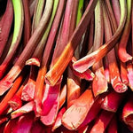 Rhubarb Plants: 5 Live Heirloom Roots for Planting