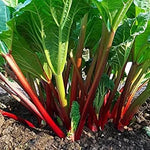 Rhubarb Plants: 5 Live Heirloom Roots for Planting