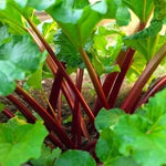 Rhubarb Roots for Planting - 2 Live Rhubarb Plants Crowns Divisions
