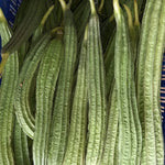 Ridge Gourd Luffa Plant - 4 Inch Potted Vine - 4 to 8 Inch Tall