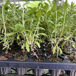 Blue Russian Sage Salvia Plants Combo - Live Plants Zone 4-9 Outdoor Planting