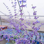 Russian Sage Plant- Live Blue Sage Plant - 4 Inch Pot - Garden Perennials