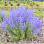 Russian Sage Plant - Live Blue Sage Plant, Outdoor Planting, Zones 4-9
