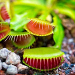 SD Kronos Giant Venus Flytrap Live Plant Cultivar