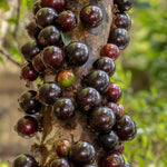 Black Jaboticaba Tree Plant Live - 24 to 36 Inches Tall - Fruit Tree
