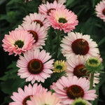 Salmon Echinacea Plant, 2.5 Inch Pot - Coneflower