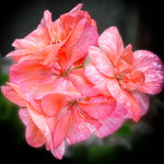 Salmon Geranium Plants Live - 3 Starter Plants - 5-8 Inches - Flower Garden Ready
