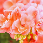 Salmon Geranium Plants Live - 3 Starter Plants - 5-8 Inches - Flower Garden Ready