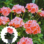 Salmon Geranium Plants Set of 3 Live Flowering Garden Geraniums