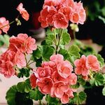 Salmon Geranium Plants Set of 3 Live Flowering Garden Geraniums