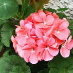 Salmon Geranium Plants Set of 3 Live Flowering Garden Geraniums