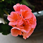Salmon Geranium Plants Set of 3 Live Flowering Garden Geraniums