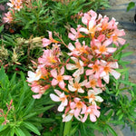 3 Salmon Oleander Plants - Live Flower Plant Set - Garden Ready - 5-7 Inch