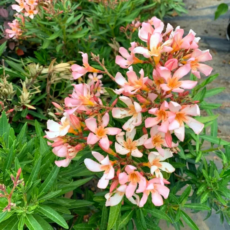 3 Salmon Oleander Plants - Live Flower Plant Set - Garden Ready - 5-7 Inch