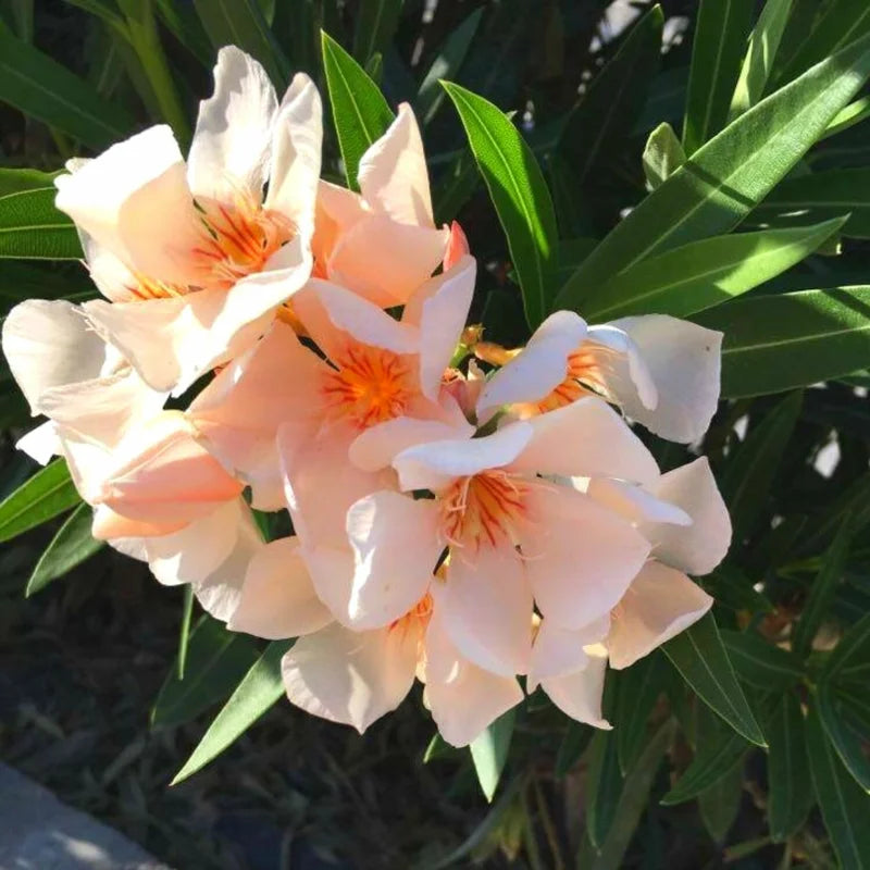 3 Salmon Oleander Plants - Live Flower Plant Set - Garden Ready - 5-7 Inch