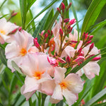 Oleander Plants Live 3-Pack, 5-8 Inch Salmon Tropical Shrubs Growing Garden