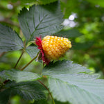 Salmonberry Live Plant - 6-10 Inch Potted Plant with Golden Yellow Berries