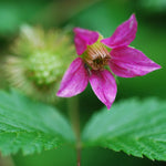 Salmonberry Live Plant - 6-10 Inch Potted Plant with Golden Yellow Berries