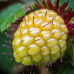 Salmonberry Live Plant - 6-10 Inch Potted Plant with Golden Yellow Berries