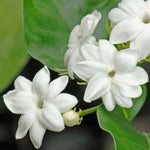 Sambac Jasmine Plant Live 8 inch Tall fragrant blooms