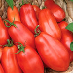 San Marzano Tomato Plants Set of 2 | Heirloom Variety for Garden - No Ship to CA