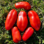 San Marzano Tomato Plants Set of 2 | Heirloom Variety for Garden - No Ship to CA