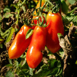 San Marzano Tomato Plants Set of 2 | Heirloom Variety for Garden - No Ship to CA